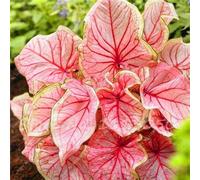30 Pz Caladium Piante da interno Semi Florida Caladium Bicolor Seeds Colocasia Pianta Semi di fiori rari Per giardino domestico