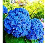 30 Pz Semi di Ortensia, blu Ortensia, Cina Hydrangea Semi di Fiori, Semi di Per Piante Da Giardino Domestico Nero