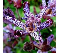 30 Pz Tyrtis Hirta Toad Lily Seeds Bonsai House Mini Garden Fai da Te Lkr8 01