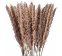 30 x herbe de pampa séchée naturelle, fleurs séchées