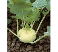 300 Blanc Rave Choux Graines - Vieux Légumes - Biologique Méthode