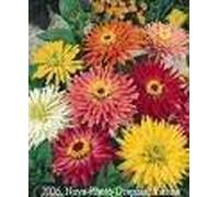 300 Burpeeana géant Mix CACTUS FLEURI ZINNIA Elegans Graines de fleurs