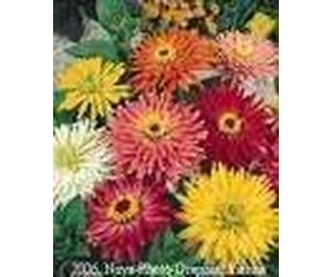 300 Burpeeana géant Mix CACTUS FLEURI ZINNIA Elegans Graines de fleurs