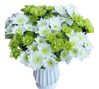 300+chrysanthème néerlandais, avec des pétales blancs, minces, verts et humides, prospère facilement et est facile à cultiver.