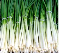 300 Evergreen Nebuka Tasser Oignon japonais Ciboule Graines de légumes