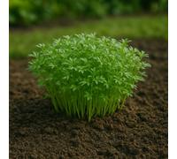 300 graines à semer bio - Le Grenier d'Abondance - Cresson Alénois Sprint - Lepidium sativum.