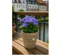 300 graines à semer - Le Grenier d'Abondance - Cataire bleue - Ageratum houstonianum