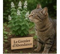 300 graines à semer - Le Grenier d'Abondance - Cataire - Nepeta Cataria