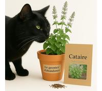 300 graines à semer - Le Grenier d'Abondance - Cataire - Nepeta Cataria