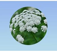 300 Graines Ammi Majus Blanc - Ombrelles de Dentelle Blanches pour Bouquets Champêtres, Jardin et Polinisateurs