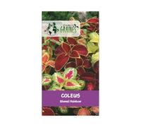 300 graines coleus - vivace - plantes coloris mixtes - banzai