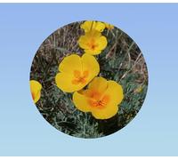 300 Graines Coquelicot de Californie jaune coeur orange - Eschscholzia