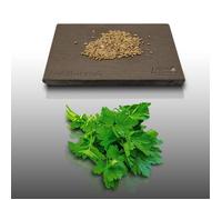 300 graines d'Aromatiques à semer - Le Grenier d'Abondance - PERSIL Géant D'Italie - Petroselinum crispum