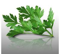 300 Graines D'aromatiques À Semer - Le Grenier D'abondance - Persil Géant D'italie - Petroselinum Crispum