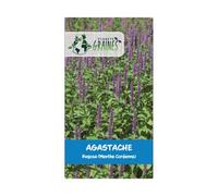 300 graines de Agastache Rugosa - Agastache Menthe - Menthe Coréenne