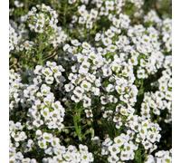 300 Graines de Alysse Maritima - Lobularia Maritima - Alyssum maritima - TAPIS DE NEIGE - Fleur Jardin - 314