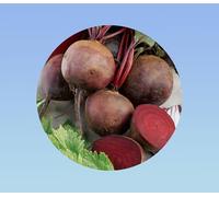 300 graines de betterave boltardy - Beta vulgaris -légumes - jardin - potager