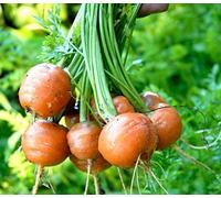 300 Graines de Carotte Parisienne - culture jardin terrasse pot - semences paysannes reproductibles - SemiSauvage