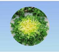 300 graines de chicorée frisée de ruffec, variété ancienne résistante au froid pour récoltes d'automne