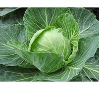 300 Graines de Chou Cabus - légumes ancien jardin potager - semences paysannes reproductibles - SemiSauvage