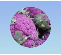 300 graines de chou fleur violet de sicile - RARE - goût sucré et savoureux