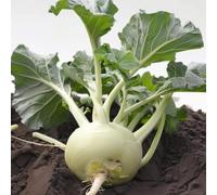 300 Graines de Chou Rave Blanc