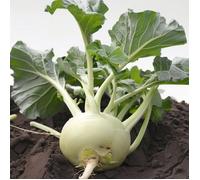 300 Graines de Chou Rave Blanc - SemiSauvage Permaculture