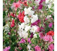 300 Graines de Clarkia unguiculata - Garland Flower - Godétia Elegante - Fleur généreuse mix de couleur - Jardin - 341