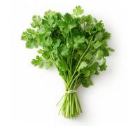 300 Graines de Coriandre