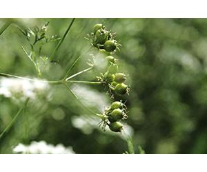 300 Graines de Coriandre - plantes aromatique jardins fleurs - semences paysannes reproductibles - SemiSauvage