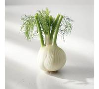 300 Graines de Fenouil