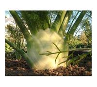 300 Graines de Fenouil plantes jardins légumes fleurs aromatique méthode BIO