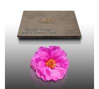 300 Graines De Fleurs À Semer - Le Grenier D'abondance - Pourpier Double - Portulaca Grandiflora