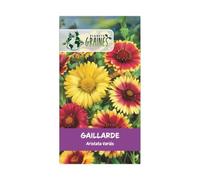 300 graines de Gaillarde - Gaillardia Aristata - plante Vivace