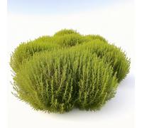 300 Graines de Kochie à Balai, Cyprès d'été (Kochia scoparia) - SemiSauvage Permaculture