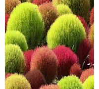 300 Graines de Kochie à Balai dit Cyprès d'été (kochia scoparia) - semences reproductibles - SemiSauvage