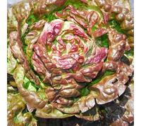 300 Graines de Laitue Merveille des Quatre Saisons - SemiSauvage Permaculture