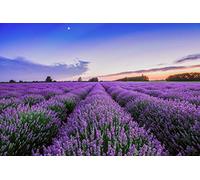 300 graines de lavande fendue (Lavandula angustifolia)