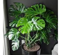 300 graines de Monstera deliciosa, plante tropicale populaire d'intérieur. Graines de légumes, plantes d'Hosta vivaces, graines de fleurs, plantes d'extérieur, semences de fleurs à semer, plantes viva