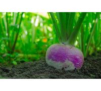 300 Graines de Navet Rond de Nancy - SemiSauvage Permaculture