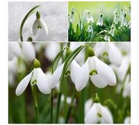 300 Graines de Perce-Neige (Galanthus Nivalis) - Haute Germination, Décoration Jardin & Balcon - Idéal Rocaille, Pelouse, Pots Extérieur (Blanc)