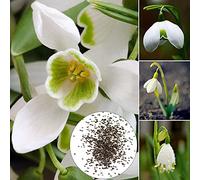 300 Graines de Perce-Neige, Semences de Perce-Neige, Graine de Galanthus Nivalis à Germination Élevée, Graines Fleurs à Semer, Idéales pour le Jardin et Balcon, Blanche