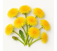 300 Graines de Pissenlit Dent de Lion (Taraxacum officinale) - SemiSauvage Permaculture - graines reproductibles