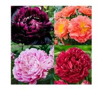 300 graines de pivoines vivaces à planter en extérieur Attirent les abeilles et les papillons Graines anciennes parfumées papillons