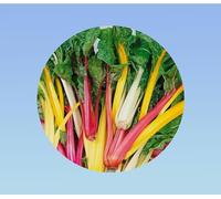 300 Graines de Poirée Multicolore Bright Lights - Bettes aux Cardes Colorées - Légume Facile à Cultiver pour le Jardin