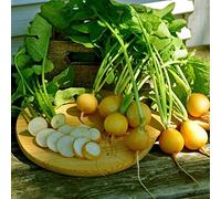 300 Graines de Radis Rond Jaune - légumes jardins - semences paysannes