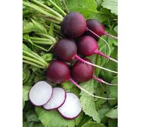300 Graines De Radis Rond Violet