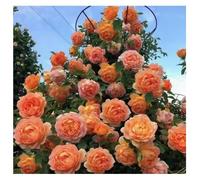 300 graines de rosier grimpant, rosiers à planter extérieur, graine de fleurs à semer, graine de rose croissance rapide (Orange)