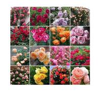 300 graines de rosier grimpant, rosiers planter extérieur, graine fleurs à semer, graine rose croissance rapide Multicolore GRAINE