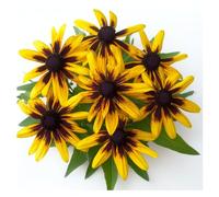 300 Graines de Rudbeckia Gloriosa Daisy - SemiSauvage Permaculture